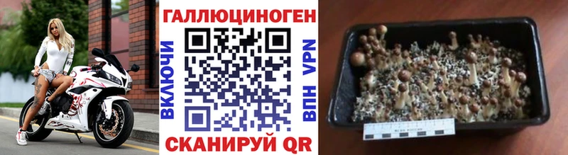 Псилоцибиновые грибы Magic Shrooms  купить наркоту  Заволжье 